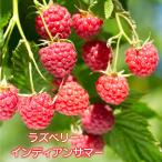 laz Berry саженец [ индеец summer ]4 номер pot контактный дерево рассада контактный . дерево фруктовое дерево рассада toge есть малина 