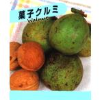  кондитерские изделия грецкий орех ... грецкий орех саженец 4 номер pot рассада фруктовое дерево рассада . лист фруктовое дерево рассада 