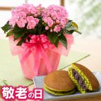  День почитания пожилых людей подарок запах Sakura 4 номер растение в горшке зеленый чай dorayaki комплект часть регион бесплатная доставка цветок конфеты .... подарок . из .книга@ цветок замок .