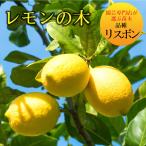 レモンの木 品種 リスボン 苗木 庭木 植木 1年生 接木苗