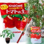 トマト 栽培セット そのまま育てる トマトの土 15L 専用支柱 野菜 KAGOME カゴメのトマト苗 マンマミーア