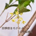 . покупка 4 сезон .. wooden саженец 10 номер растение в горшке белый цветок османтус ...... золотой дерево . растение садовое дерево 