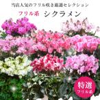 【予約品 11月末より順次発送】 冬の花ギフトにおすすめ フリル系 シクラメン 鉢植え ギフト 5号鉢 花の お歳暮 クリスマス プレゼント お祝い お正月 香りも