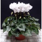 シクラメン 珍しい白系フリンジ咲きシクラメン ホワイトエンジェル 5号鉢植え ご予約品 11月下旬から順次発送12月