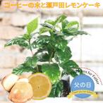 父の日 ギフト プレゼント コーヒーの木鉢植えと瀬戸田レモンケーキセット 4号鉢 島ごころ 植物 観葉植物 コーヒー インテリアグリーン 無料ラッピング 2025