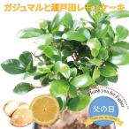 父の日 ギフト プレゼント ガジュマル 5号鉢植え と 瀬戸田レモンケーキのセット 観葉植物 花 妖精の樹 島ごころ 無料ラッピング 2025