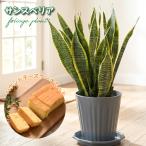 爆買父の日ギフトプレゼント観葉植物サンスベリア鉢植え6号鉢受皿付サンセベリ...