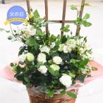 父の日 ギフト プレゼント バラ グリーンアイス 6号 鉢植え 薔薇 植物 花 グリーン 2025