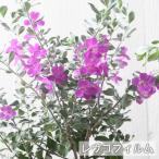 綺麗な紫花が魅力 レウコフィルム シルバーリーフが美しい 4号ポット
