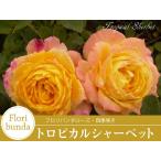 【早割予約中】 2年生 バラ苗 トロピカルシャーベット フロリバンダ ローズ 黄色系 2年生大苗 バラ 薔薇 ばら