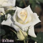 ショッピングバラ バラ苗 ブライダルホワイト フロリバンダ ローズ 白系 2年生 大苗 バラ 薔薇 ばら