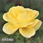 バラ苗アトール'99ツルバラクライ...