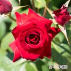  роза рассада Nico ropaga колено nifroli van da rose красный серия 2 год сырой большой рассада роза роза ..