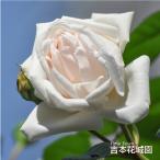  роза рассада .. белый Рождество ветка изменение tsuru роза climbing rose белой серии 2 год сырой большой рассада роза роза ..