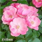 【早割予約中】 2年生 バラ苗 アンジェラ ツルバラ クライミング ローズ ピンク系 2年生大苗 バラ 薔薇 ばら