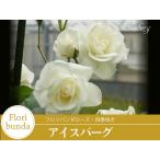 爆買【早割予約中】 バラ苗 アイスバーグ フロリバンダ ローズ 白系 2年生 大苗 バラ 薔薇 ばら