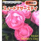 バラ苗スイートマザーズデイミニチュ...