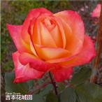 ショッピングバラ バラ苗 シャーコック ハイブリッドティー ローズ 橙系 2年生 大苗 バラ 薔薇 ばら