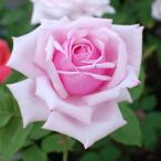 �o���c ���t�����X �n�C�u���b�h�e�B�[ ���[�Y �s���N�n 2�N�� ��c �o�� �K�N �΂�