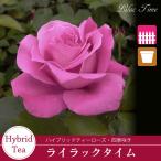 【早割予約中】 バラ苗 ライラックタイム ハイブリッドティー ローズ 紫系 2年生 大苗 バラ 薔薇 ばら