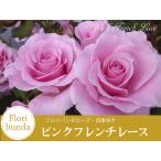 【早割予約中】 バラ苗 ピンクフレンチレース フロリバンダ ローズ ピンク系 2年生 大苗 バラ 薔薇 ばら