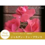 【早割予約中】 2年生 バラ苗 ジャルダンドゥフランス フロリバンダ ローズ ピンク系 2年生大苗 バラ 薔薇 ばら
