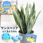 父の日 ギフトプレゼント サンスベリア 6号鉢植え と ふく玉ようかん セット 観葉植物 無料ラッピング 2025