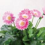 ガーベラの進化系 ガルビネア 【ピンク系】 花 5号 鉢植え ギフトやプレゼントにも ラッピング対応可 誕生日の花のプレゼントにも春から秋まで長く楽しめる