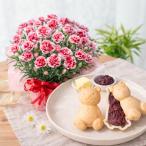 母の日 プレゼント 2026 花とスイーツ カーネーション いちごホイップ くまのモナカ 和菓子 鉢植え ギフト
