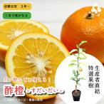 特選果樹苗／酢橙★送料込み