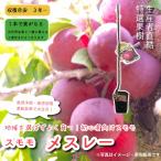 特選果樹苗★スモモ＊送料込