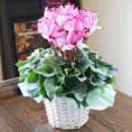 シクラメン ５号 5寸 ビクトリア カゴ付 お歳暮 ミニシクラメン セレナーディア アロマブルー プレゼント 希少 5号 鉢植え