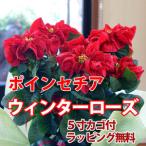 ポインセチア 送料無料 ウインターローズ 鉢植え 赤 レッド 鉢 クリスマスツリー 飾り プリンセチア ポインセチア 鉢 クリスマス お歳暮 いい夫婦の日