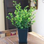 母の日 父の日 ベンジャミン バロックベンジャミン プレゼント 観葉植物 生花 ギフト花 鉢植えの花 鉢植え 送料無料