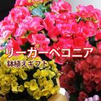 母の日 父の日 ベコニア リーガースベゴニア 花 プレゼン 鉢植えの花 鉢植え ギフト ひな祭り 母の日 父の日 卒業 画像 送料無料