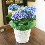 あじさい アジサイ 紫陽花 ブルーピコティーマナスル 母の日 2025 父の日 お中元 鉢植え プレゼント ギフト 苗 ピンク ブルー 白