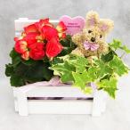 母の日 父の日 カーネーション 鉢花 ウッド ボックス ギフト生花 フラワーアレンジ プレゼント誕生日 結婚記念日 結婚祝い