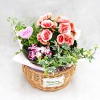 母の日 父の日 寄せ植え 寄せ篭 鉢花 バスケット アレンジ 鉢植えの花 鉢植え プレゼント誕生日 結婚記念日 結婚祝い