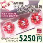 さくらんぼ お中元 佐藤錦 ギフト プレゼント 限定プチフール さくらんぼ 100g 3パック セット 山口果樹園 フルーツギフト お中元 農産物
