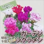 シクラメン 9個入り お歳暮 植栽 苗セット ミニシクラメン セレナーディア アロマブルー プレゼント 青 ブルー クリスマス 誕生日 結婚記念日 鉢植え