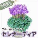 シクラメン セレナーディア アロマブルー お歳暮 ミニシクラメン プレゼント 青 ブルー 5号 6号 7号 クリスマス 誕生日 結婚記念日 ６号鉢 鉢植え