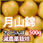  вишня месяц гора .2025 год предварительный заказ превосходящий 2L 500g Yamagata .. для средний ... способ Kato сельское хозяйство .to почтовый заказ производство земля sa Clan bo сельское хозяйство производство предмет 