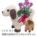 アニマルバスケット 犬 (小) 母の日 父の日 2025 プレゼント結婚記念日 赤 ピンク カーネーション ラベンダー 観葉植物 季節の花 誕生日 動物 寄せ植え