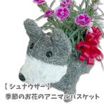アニマルバスケット シュナウザー 母の日 父の日 2025 プレゼント結婚記念日 赤 ピンク カーネーション ラベンダー 観葉植物 季節の花 誕生日 動物 寄せ植え