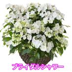 アジサイ 紫陽花 あじさい アジサイ ラグランジア ブライダルシャワー 大 7寸 あじさい 送料無料 鉢植え 紫陽花 2025年 母の日 プレゼント ギフト