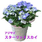 あじさい アジサイ 紫陽花 スターリットスカイ 母の日 2025 父の日 お中元 鉢植え プレゼント ギフト 苗 ピンク ブルー 白