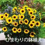 ひまわり ヒマワリ 母の日 お中元 父の日 ギフト 鉢植え サンビリーバブル 5寸 篭付 き ラッピング無料 プレゼント 花 おしゃれ 洋風 結婚記念日 誕生日