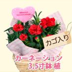 母の日 父の日 カーネーション 3号 篭付き 鉢植えの花 鉢植え 生花 プレゼント 花 ギフト 母の日 父の日 卒業 画像 送料無料