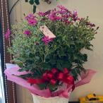  носорог ne задний багряник японский . Kei катушка neti растение в горшке 5 номер 5 размер подарок подарок senesiosinela задний love .. день Valentine White Day . индустрия церемония окончания 