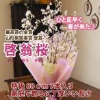 ショッピング桜 啓翁桜 特級80cm ７〜８本入り 家庭で飾るに丁度良い長さ 花束 山形 花束 花言葉 啓翁桜とは 育て方 通販 生け方 飾り方 切花 鉢植え